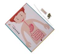 Toddmomy 4 Set Digerente Te Kit Educativo Anatomia Umana per Apprendimento Stem Gioco Scientifico Interattivo e Materiale Didattico per Scuola