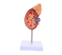 Toddmomy Anatomia 1:1 per Insegnamento Anatomia Dettagliata Struttura Fisiologica Educazione Medica Scuole e Ospedali