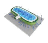 Toddmomy Batteri e Realistico per Insegnamento Biologia Strumento Didattico Microbiologia Dettagliato per Scuola e Ricerca