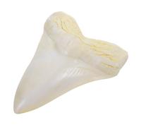 Toddmomy Dente di squalo gigante Megalodonte: statuetta realistica in resina a forma di dente di squalo - Decorazione preistorica oceanica da 13,5 cm - Modello didattico di biologia per istituti di