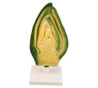 Toddmomy Di Embrione Di Semi Aiuto in Classe Di Biologia Di Cellula Vegetale Scienze Dell'insegnamento Di Biologia Aiuto Di Biologia Stem Scienze Biologiche Stem Plastica