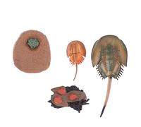 Toddmomy Modelli Di Evoluzione Animale in Decorazione Tema Animale Giocattolo Educativo Per Apprendimento Precoce Dei Ragazzo Ragazza