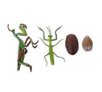 Toddmomy Set Figura Ciclo Vitale Mantide Realistica Per Educazione Precoce Ragazzo Ragazza, Riproduzione Insetto Per Attività Didattiche e Gioco Interattivo Educativo