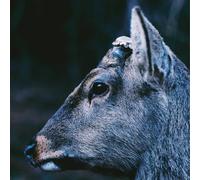 toe The Book About My Idle Plot On a Vague Anxiety (Vinyl LP)