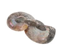 Tofficu 2 Pezzi Fossile Ammonite Naturale Split Shell Slice Campione Minerale Ammolite per Decorazione Casa e Collezione Scientifica Pietre Rare per Studio e Regalo Educativo