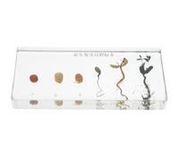 TOKIDNY Esemplare Didattico Processo Germinazione Arachidi Resistente per Laboratorio Scolastico Campione Crescita Pianta Arachide Educativo Scientifico