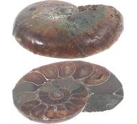 TOKIDNY Esemplari di Ammonite Fossile 2 Pezzi 2-3 CM Modelli Educativi per e Ragazzi Decorazioni Scientifiche per Apprendimento e Collezione Campioni Didattici Naturali per Casa e