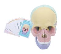 TOKIDNY Modello Anatomico Cranio Umano Scomponibile Parti Mobili per Esercitazioni Mediche e Apprendimento Anatomia Avanzata