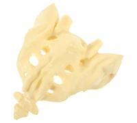 TOKIDNY Modello Anatomico del Sacro Umano in Pvc Bianco Superficie Liscia Design Portatile per Formazione Medica e Pratica Educativa per Medici e Infermieri