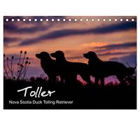 Toller - Nova Scotia Duck Tolling Retriever (Tischkalender 2026 DIN A5 quer), CALVENDO Monatskalender: 13 wunderschöne Fotos von Novia Scotia Duck Tolling Retrievern