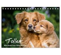 Toller - Nova Scotia Duck Tolling Retriever (Tischkalender 2026 DIN A5 quer), CALVENDO Monatskalender: Ein Kalender mit 13 wunderschöne Fotos von ... von dieser Hunderasse erneut verzaubern.