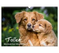 Toller - Nova Scotia Duck Tolling Retriever (Wandkalender 2026 DIN A3 quer), CALVENDO Monatskalender: Ein Kalender mit 13 wunderschöne Fotos von Novia ... von dieser Hunderasse erneut verzaubern.