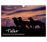 Toller - Nova Scotia Duck Tolling Retriever (Wandkalender 2026 DIN A4 quer), CALVENDO Monatskalender: 13 wunderschöne Fotos von Novia Scotia Duck Tolling Retrievern