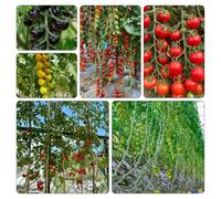 tomate cherry - vaso per interno per ufficio tetti verdi invernali vaso balcone rialzato letto semi di 250pcs