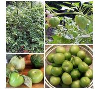 Tomatillo Seed - Toma Verde - Verde Husk- organico (100 semi)