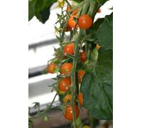 Tomato Cherry Sun Gold 20 Finest Seeds: Seeds:packing seeds only