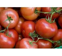Tomato Seeds 100 Ace 55 VF 80 days:packing seeds only