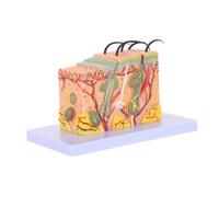 TOMETURE Modello Anatomico Ingrandito 35 della Struttura Cutanea in Plastico per Learners e Aula Didattica