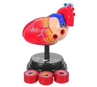 TOMETURE Modello di cuore umano a grandezza naturale - Modello anatomico del cuore umano e base espositiva per manichini di rianimazione cardiologica in aula.