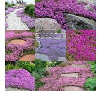 tomiglio resistente - semi di tomiglio esotici resistenti da giardino semi selvatici sostenibili 250pcs