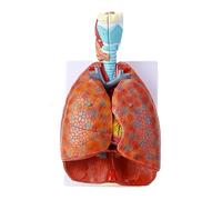 TONZN Modello di Anatomia cardiopolmonare laringea Umana Modello di Sistema respiratorio Orecchio, Naso e Gola Dipartimento di Anatomia cardiopolmonare
