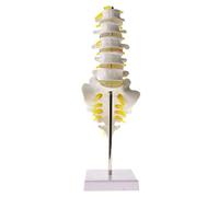 TONZN Modello educativo della Colonna vertebrale Umana 5 sezioni Cintura vertebrale Lombare Scheletro Umano Modello di Anatomia PVC Materiale Ecologico