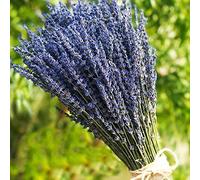 TooGet Fragantes Flores de Lavanda Secas de Lavanda Lía Ramos de Flores Naturales de Lavanda 400+ Tallos (40 - 45cm de Largo) Para La Decoración Del Hogar, Regalo, Boda o Cualquier Ocasión