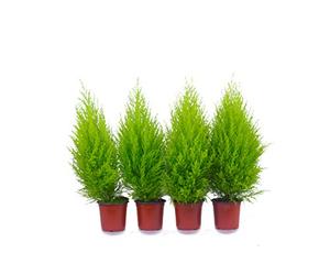 Top cipressi 4 pezzi in 70 cm, qualità A1 controllata da MPS. Le nostre piante sono già pre-fertilizzate per voi