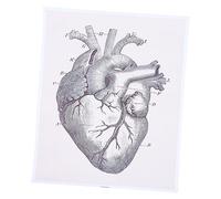 TOPBATHY 1 Pz Diagramma Di Anatomia Cardiaca Corpo Scheletro Grafico Anatomia Del Cuore Umano Arte Della Parete Dell'organo Umano Poster Del Cuore Anatomico A Forma Di Tela in Fibra Chimica