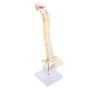 TOPBATHY 1 Pz Modello Di Colonna Vertebrale Coda Colonna Vertebrale Supporto Osso Allenamento Vertebre Lombari Modello Scheletro Torso Colonna Vertebrale Scheletro Bacino Scheletro