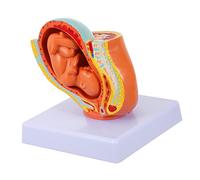TOPBATHY 1 Pz Modello Didattico Realistico Embryo Femminile Termine per Insegnamento e Visualizzazione Uterine Fetus Model per Scuole Infermieristiche e Laboratori Design e Facile da Usare