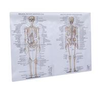 TOPBATHY 1 Pz Poster per Insegnamento Illustrazione Scheletrica e Muscolare per Scuole e Laboratori