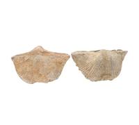 TOPBATHY 2 Pezzi Esemplare Fossile Roccia Casa Decorazione Ornamento Esemplare Di Pietra Didattica Naturale Di Grandi Dimensioni Ornamenti Marino Arredamento
