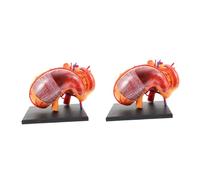 TOPBATHY 2 Pezzi Modello di anatomia gastrica modelli medici Modello del corpo umano per modello anatomico dello stomaco umano modello anatomico dello stomaco della scuola plastica
