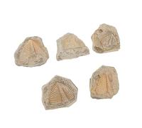 TOPBATHY 5 Pezzi Campione fossile trilobita scheletro modello decoro trilobato Campioni decorazioni rocce di coda di trilobiti Artropodo Collezione di trilobiti ornamento trilobato