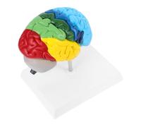 TOPBATHY modello cerebrale modello della struttura del cervello umano modello didattico di anatomia umana Modello di neurologico modello di anatomia della testa umana pvc