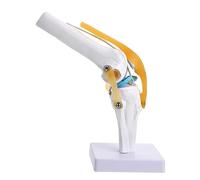 TOPBATHY Modello Del Ginocchio Per Studio Simulazione Articolazione Ginocchio Con Legamenti e Movimento Realistico Per Educazione e Laboratori Medici