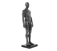 TOPBATHY modello di cranio modello anatomico mini muscolo modello muscolare cg pittura scultura modello anatomico del corpo maschile modello di disegno dell'artista resina Colore Casuale
