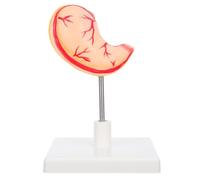 TOPBATHY Modello Didattico Anatomia Modello Modello Visualizzazione Stomaco Modello Stomaco Modello Stomaco Anatomia Umani