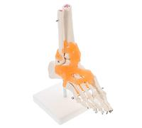 TOPBATHY Modello Scheletro Del Articolato con Base Strumento Educativo per Medici per e Educazione Pazienti