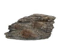 TOPBATHY Specimen di Insetto Trilobite in Resina Resistente Decorazione Preistorica per Terrario e Habitat Rettili Ornamento Educativo e Scenografia per Insegnamento Scientifico