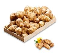 TOPINAMBUR bianco da piantare, 1 kg. di tuberi pronti per la semina o il consumo