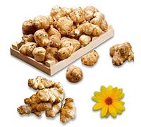 TOPINAMBUR bianco da piantare, 5 kg. di tuberi pronti per la semina o il consumo