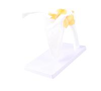 TOPINCN Modello di Scapola di Anatomia Umana a Grandezza Naturale con Legamenti, Adatto per la Visualizzazione e la Spiegazione del Modello, Materiale in PVC di Alta qualità