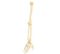 TOPINCN Modello Professionale di Osso del Braccio della Mano per Insegnamento e Dimostrazione, Struttura Ossea Dell'arto Superiore Umano, Visualizzazione del Modello, Ospedali, 26,8 Pollici