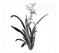 Toppa Ricamata 19 X 24,5 cm Toppa fiore orchidea termoadesiva su toppa floreale applique for vestiti tessuto ferro da attaccare fai te cappotto jeans accessori(Color A)