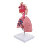 TOPPERFUN 1 Pc Modello Del Anatomia Del Modello Di Polmoni Utile Modello Di Modello Di Polmone Umano Manichino Pvc 3d Modulo Assemblato