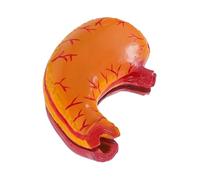 TOPPERFUN Modello Di Stomaco Modello Portatile Dell'Organo Dello Stomaco Umano Per La Formazione Anatomica Strumento Per La Ricerca L'Insegnamento E La Dimostrazione Medica