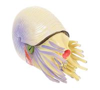 TOPPERFUN Nautilus per Bambini Cognitivo in Simulazione Decorazione per Sviluppo dell'Intelligenza