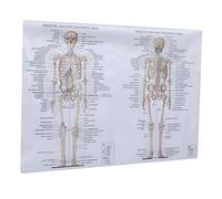 TOPPERFUN Poster Anatomia Corpo Muscoli e Scheletro Chiara per Studio e Insegnamento per Studenti e Appassionati